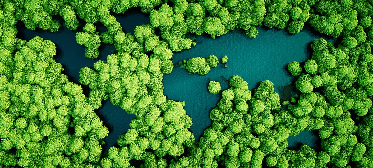 Bunch of trees in water from above