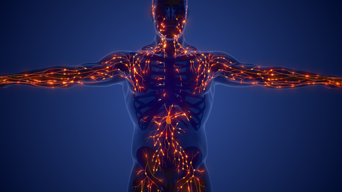 a graphic showing the human lymphatic system.