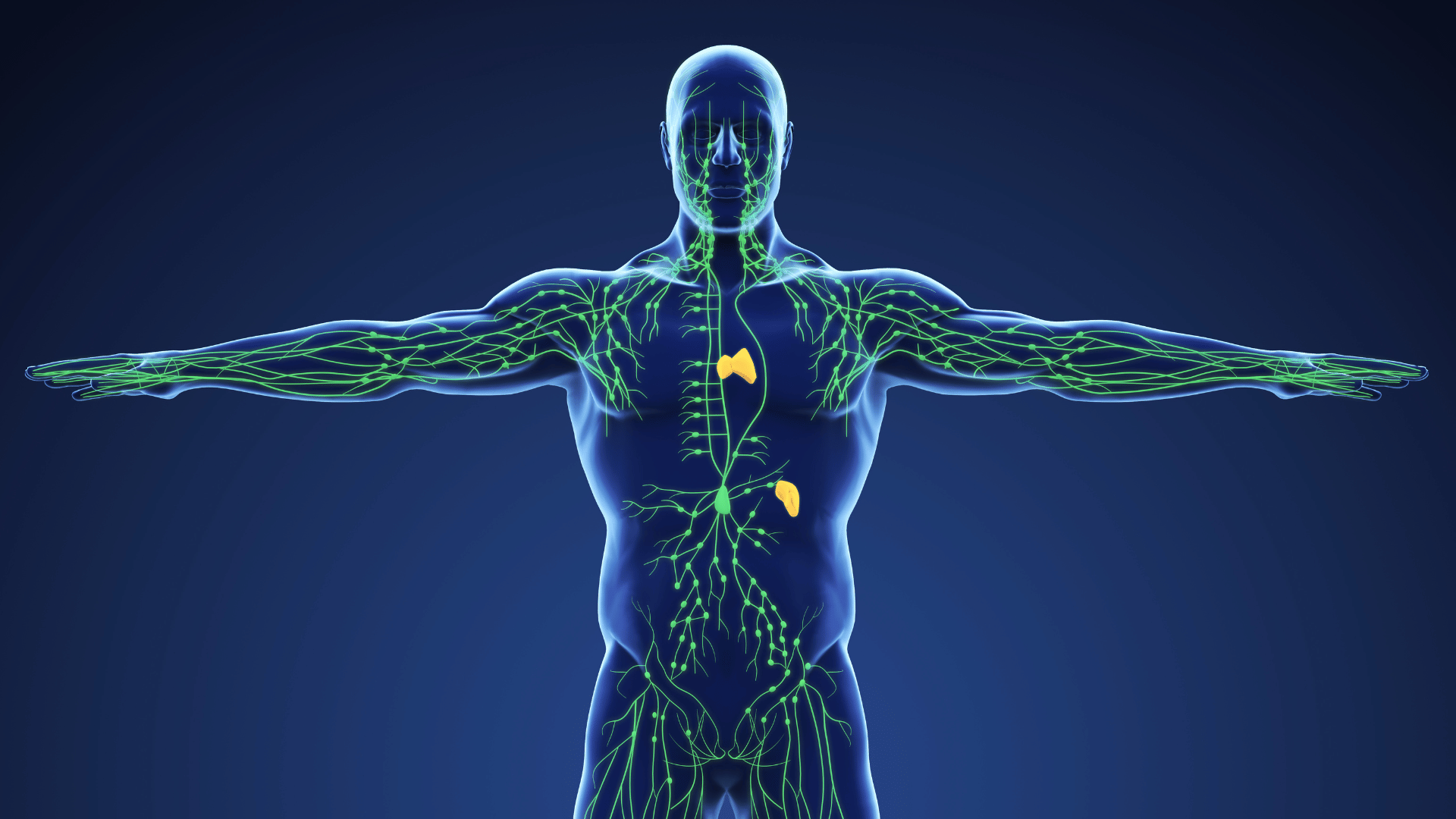 lymphatic system