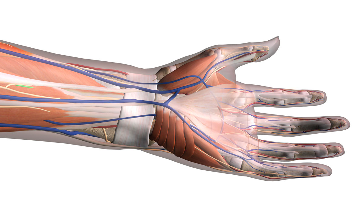 anatomy of the hand